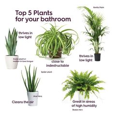 the top 5 plants for your bathroom that are easy to grow and care for yourself