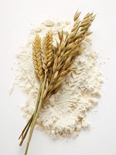 a bunch of wheat sitting on top of a pile of flour