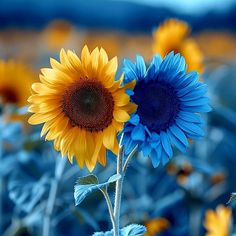 two sunflowers with blue and yellow petals in a field