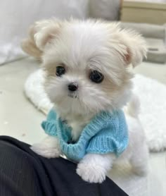 a small white dog wearing a blue sweater