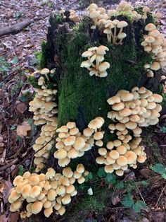 mushrooms growing on a tree stump in the woods