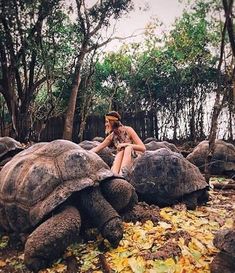 a woman sitting on top of two giant tortoises in the woods with leaves all around her