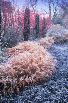 the grass is covered in frost and has pink flowers on it, along with other plants