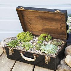 an old suitcase is filled with succulents and rocks next to a potted plant