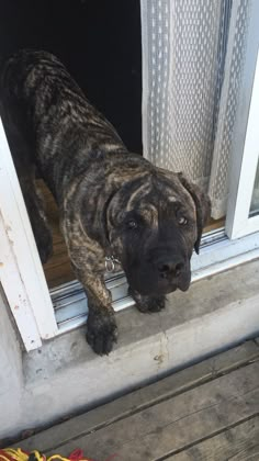 a dog is standing outside the door looking at something on the ground in front of him