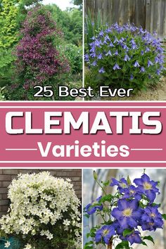 the 25 best ever clematis varieties are in this postcard, and they're