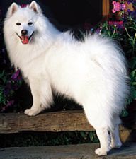 a large white dog standing on top of a wooden bench next to flowers and potted plants