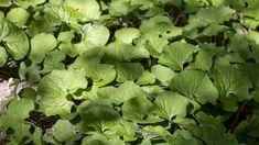 some green plants are growing in the ground