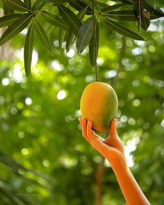 Mango Photography, Mango Logo, Mango Flower, Dairy Packaging, Indian Illustration, Palm Island, Mango Tree, Indian Photography