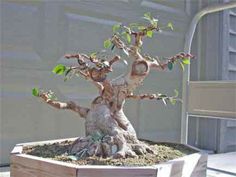 a small bonsai tree in a wooden container