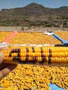 a corn cob is being held up to show it's yellow kernels