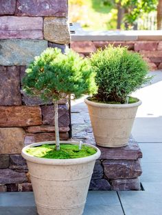 two potted plants sitting next to each other on top of a stone slab covered ground