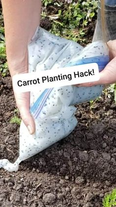 a person holding a bag with carrots in it and the words carrot planting hack