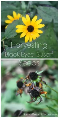 three different pictures of black - eyed susan flowers with the words harvesting and seeding