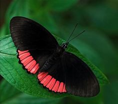 a black and red butterfly sitting on top of a green leaf