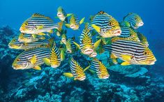 a large group of fish swimming over a coral reef