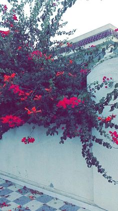 red flowers growing on the side of a white wall next to a black and white checkered floor