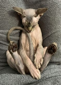 a hairless cat sitting on top of a bed with its paws in the air