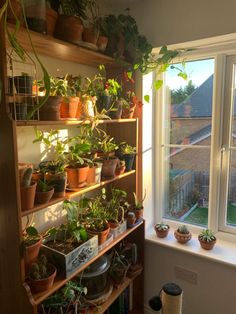 autumn sun hits different Plants Aesthetic Decor, Aesthetic House Plants, Pretty Plants Houseplants, Potted Plants Aesthetic, Room With Plants Aesthetic, Apartment Plants Aesthetic, Plants Indoor Aesthetic, Books And Plants Aesthetic, Indoor Garden Aesthetic