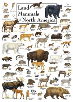 an animal poster with different types of animals in the land and mammals of north america