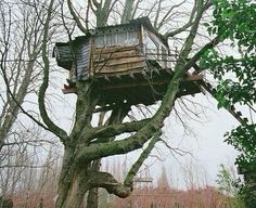 a tree house built in the middle of a large leafless tree with no leaves on it