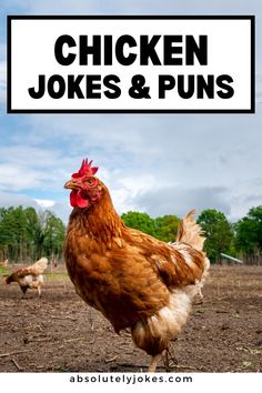 chicken jokes and puns with the words chicken jokes and puns on it's side