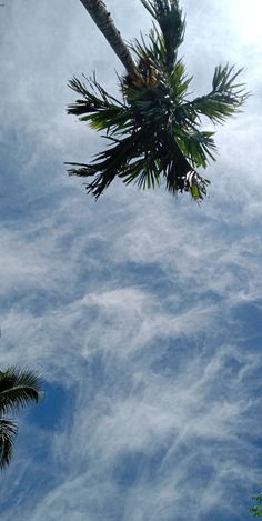 the sky is filled with clouds and palm trees