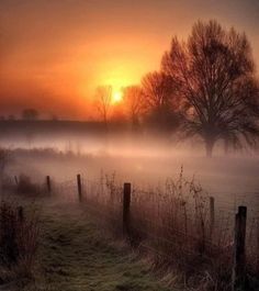 the sun is setting over a foggy field with trees in the foreground and a fence to the right