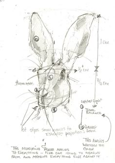 a drawing of a rabbit's head with its nose and ears drawn in pencil