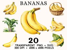 bananas are shown in different stages of ripeness