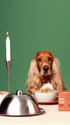 a dog sitting at a table with food in front of him and a lit candle