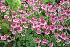 pink flowers are blooming in the garden