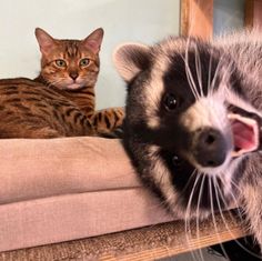 an animal that is laying down on a table next to another animal with it's mouth open