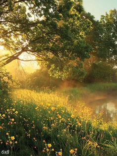 the sun shines through the trees and grass near a river with wildflowers