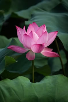 a pink lotus flower blooming in the middle of green leaves