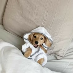 a dog wrapped in a blanket on top of a bed