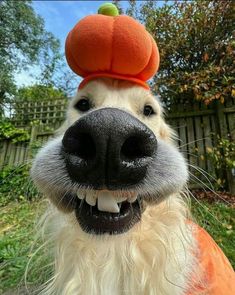 a white dog wearing an orange hat with a pumpkin on it's top and nose