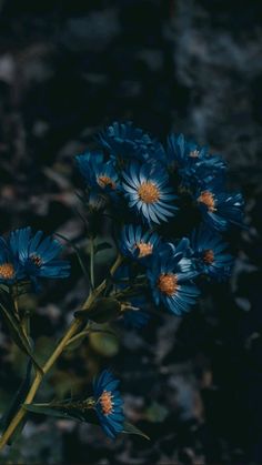 blue flowers with yellow centers in the dark