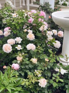 some pink and white flowers in a garden