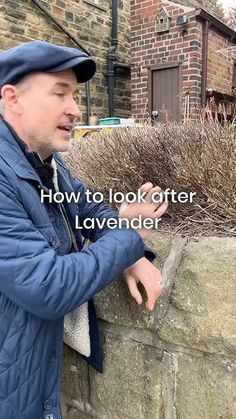 a man leaning against a stone wall with the words how to look after lavender on it