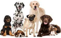 a group of dogs sitting next to each other in front of a white background with one dog looking at the camera