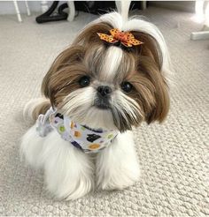 a small white and brown dog wearing a bandana