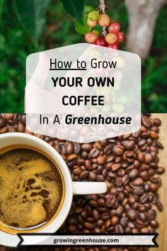 coffee in a cup with the words how to grow your own coffee in a greenhouse