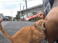 an orange cat standing on top of a person's leg while holding a toothbrush