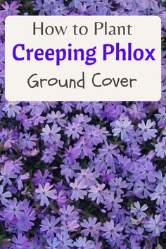 how to plant creeping phlox ground cover Moss Phlox Ground Cover, Colorful Ground Cover, Creeping Flocks, Creeping Phlox Landscaping, Ground Cover That Chokes Out Weeds, Creeping Phlox Ground Cover, Phlox Ground Cover, Creeping Thyme Ground Cover, Low Maintenance Ground Cover