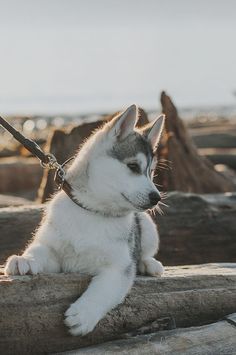 a husky puppy is sitting on a log and looking at the camera while wearing a leash