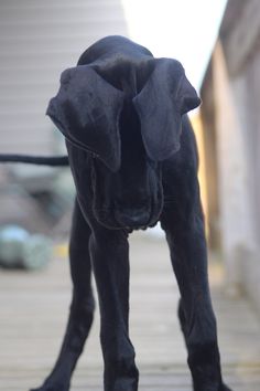 a black dog standing on top of a wooden floor