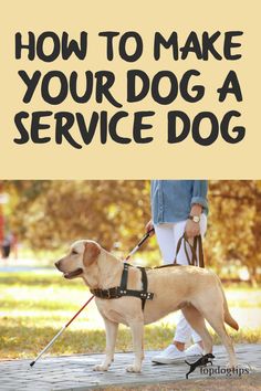 a dog on a leash with the words how to make your dog a service dog