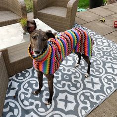 a dog wearing a colorful sweater standing on a patio rug