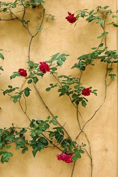 red flowers are growing on the side of a tan building with green leaves and vines